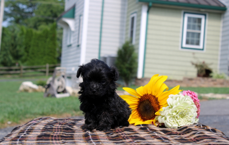 puppy, for, sale, Maltipoo, Matthew B. Stoltzfus, dog, breeder, Gap, PA, dog-breeder, puppy-for-sale, forsale, nearby, find, puppyfind, locator, puppylocator, aca